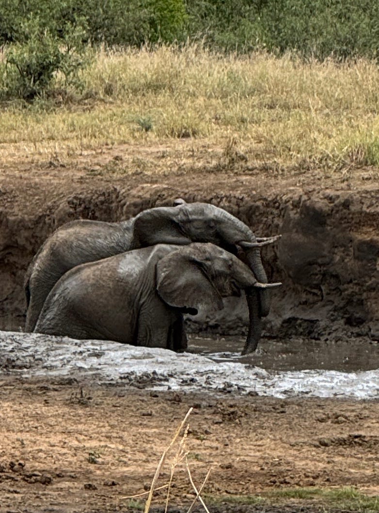 Two elephants splashing and playing at a muddy Tarangire waterhole — trunks intertwined, water spraying, red mud coating their skin