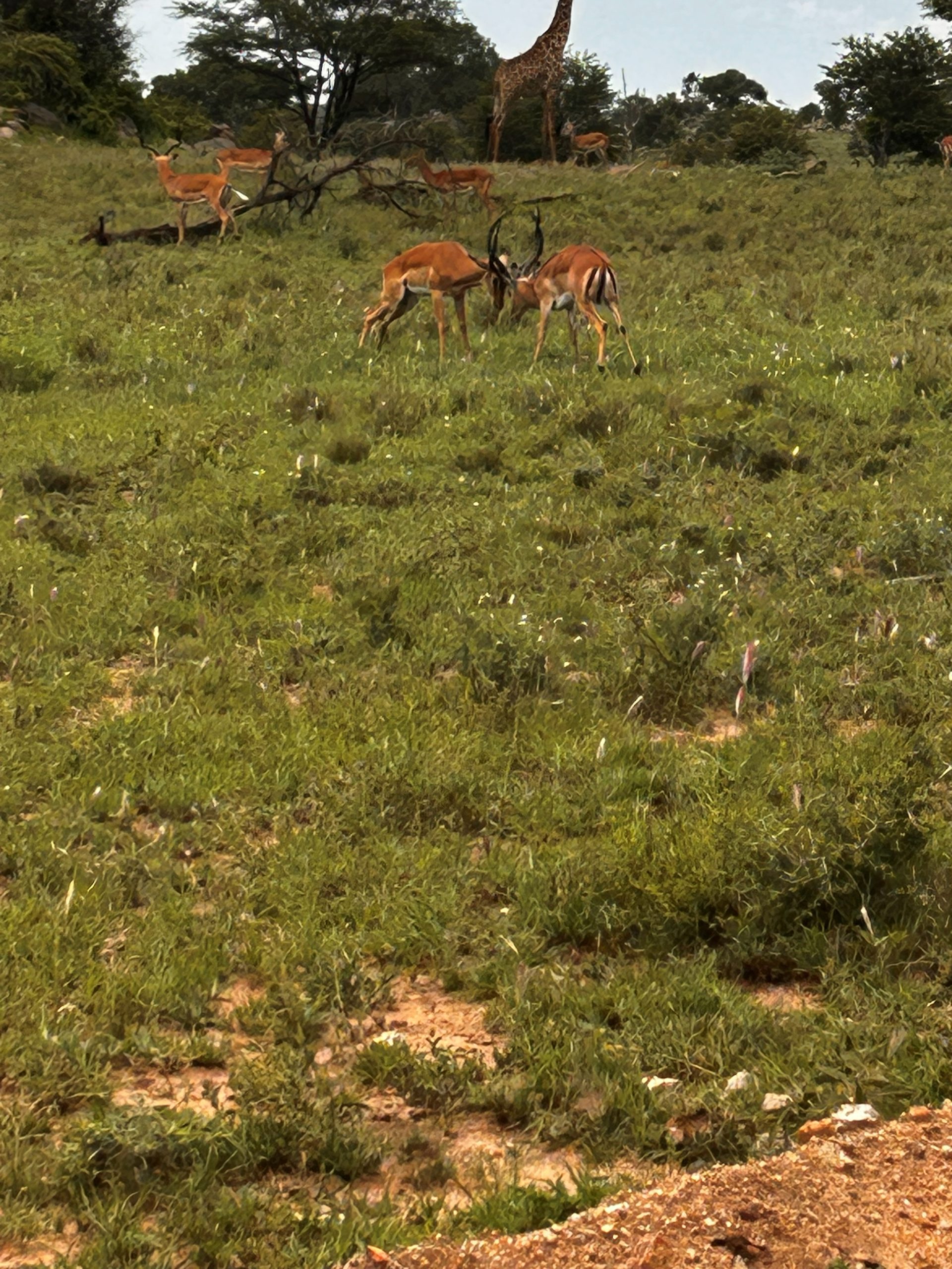 Two male Grant's gazelles sparring — locking horns in the green Serengeti grass, a giraffe and impala herd visible behind them