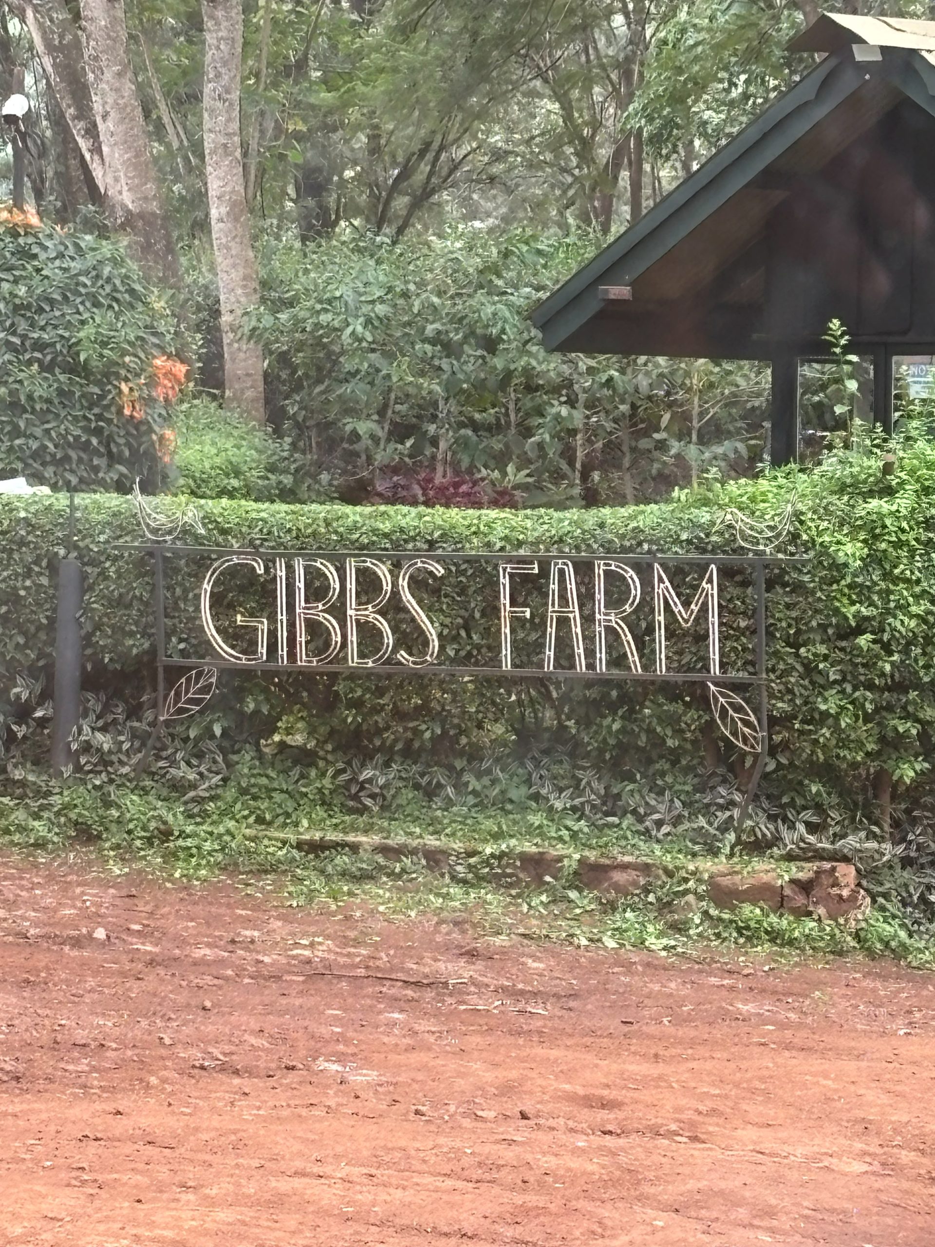 Gibb's Farm entrance sign — wire lettering with leaf motifs set against a clipped green hedge and tall forest trees, red dirt in the foreground