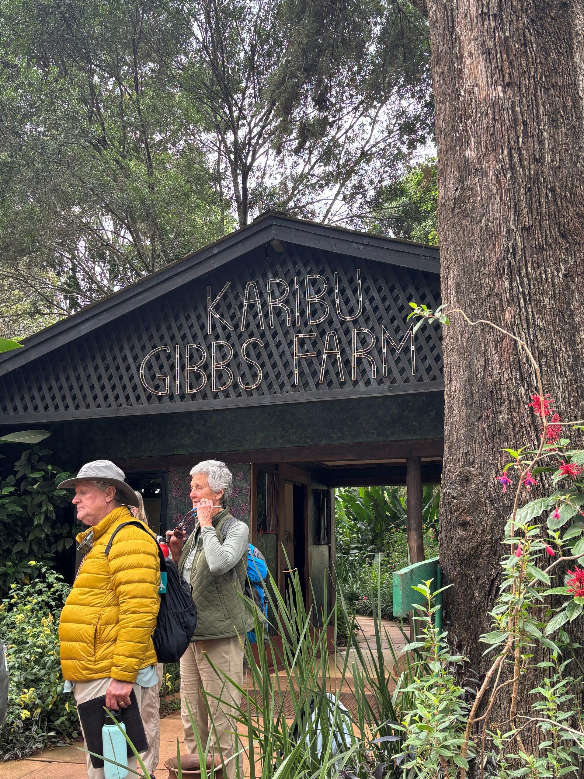 Two group members arriving at the Karibu Gibbs Farm welcome pavilion — dark latticed roof, lush flowering garden, tall forest trees behind