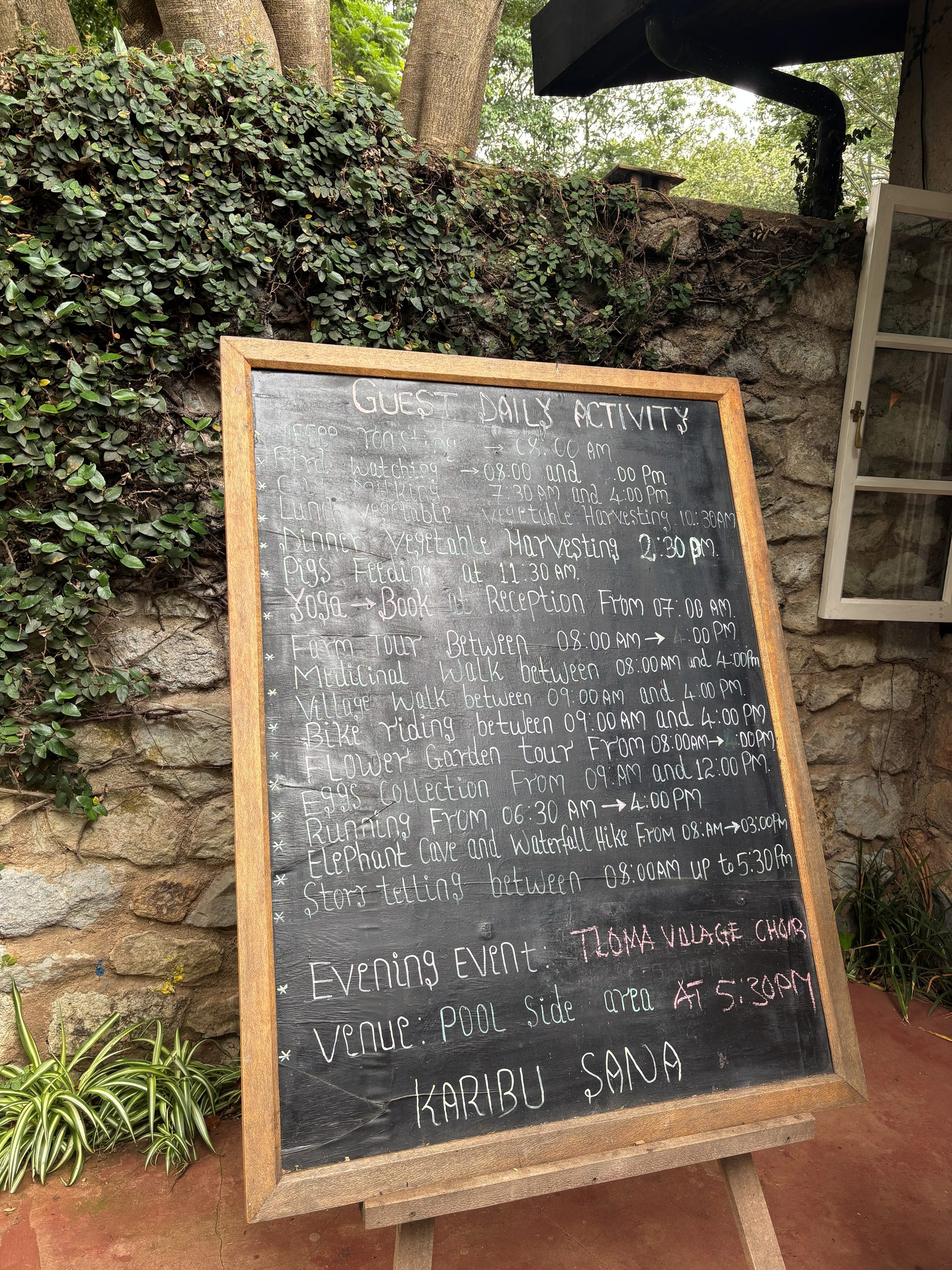 The Gibb's Farm guest daily activity chalkboard — listing coffee roasting at 7am, bird watching, cow milking, vegetable harvesting, pig feeding, yoga, farm tour, medicinal walk, village walk, bike riding, flower garden tour, egg collection, running, elephant cave hike, story telling — evening event: Tloma Village Choir at the pool at 5:30pm. Karibu Sana.