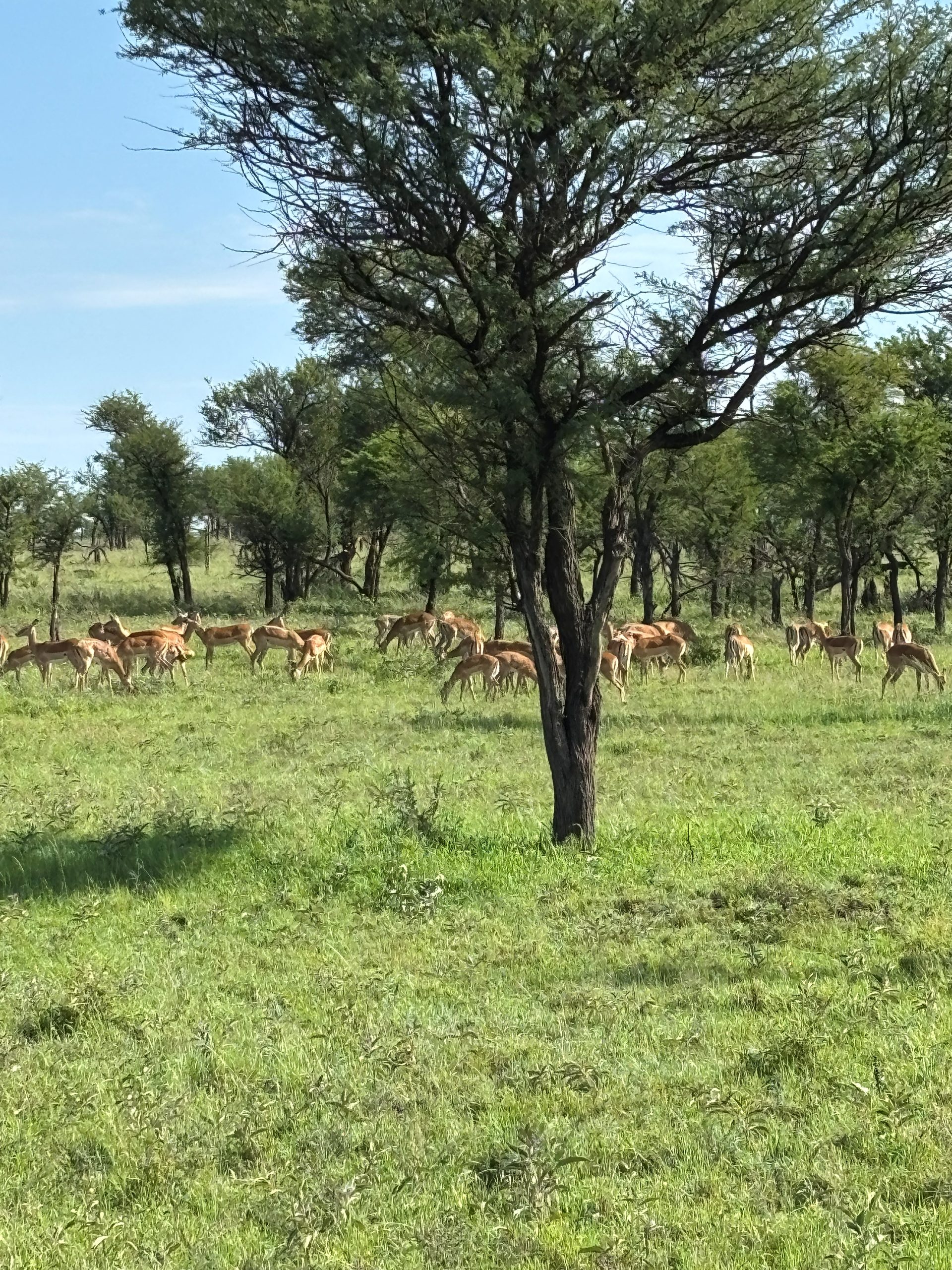 A large impala herd grazing in lush green grass beneath acacia trees — dozens of animals scattered across the plain