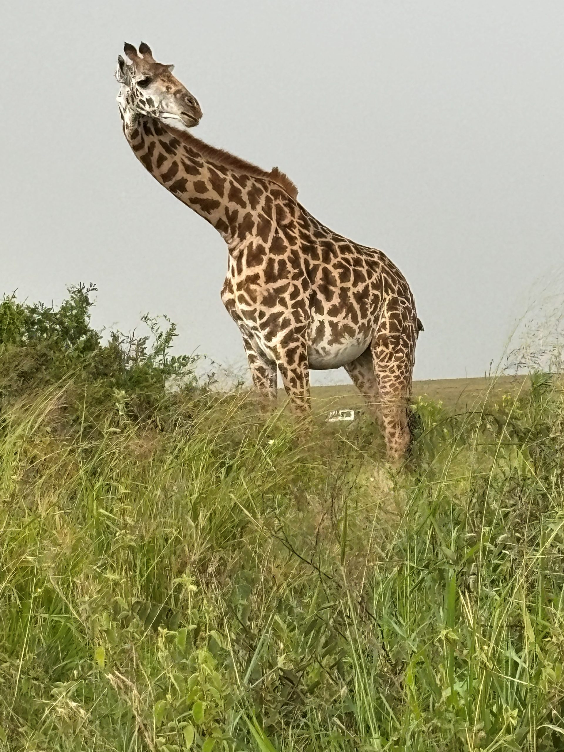 A Masai giraffe standing close outside the truck window against a grey Serengeti sky — neck fully extended