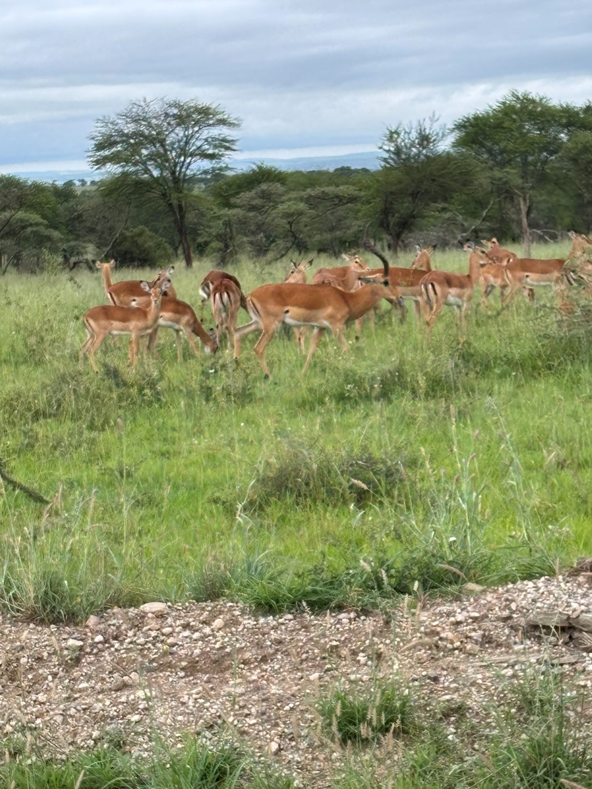 A herd of impala grazing in tall green grass at the roadside — acacia woodland and grey Serengeti sky behind them