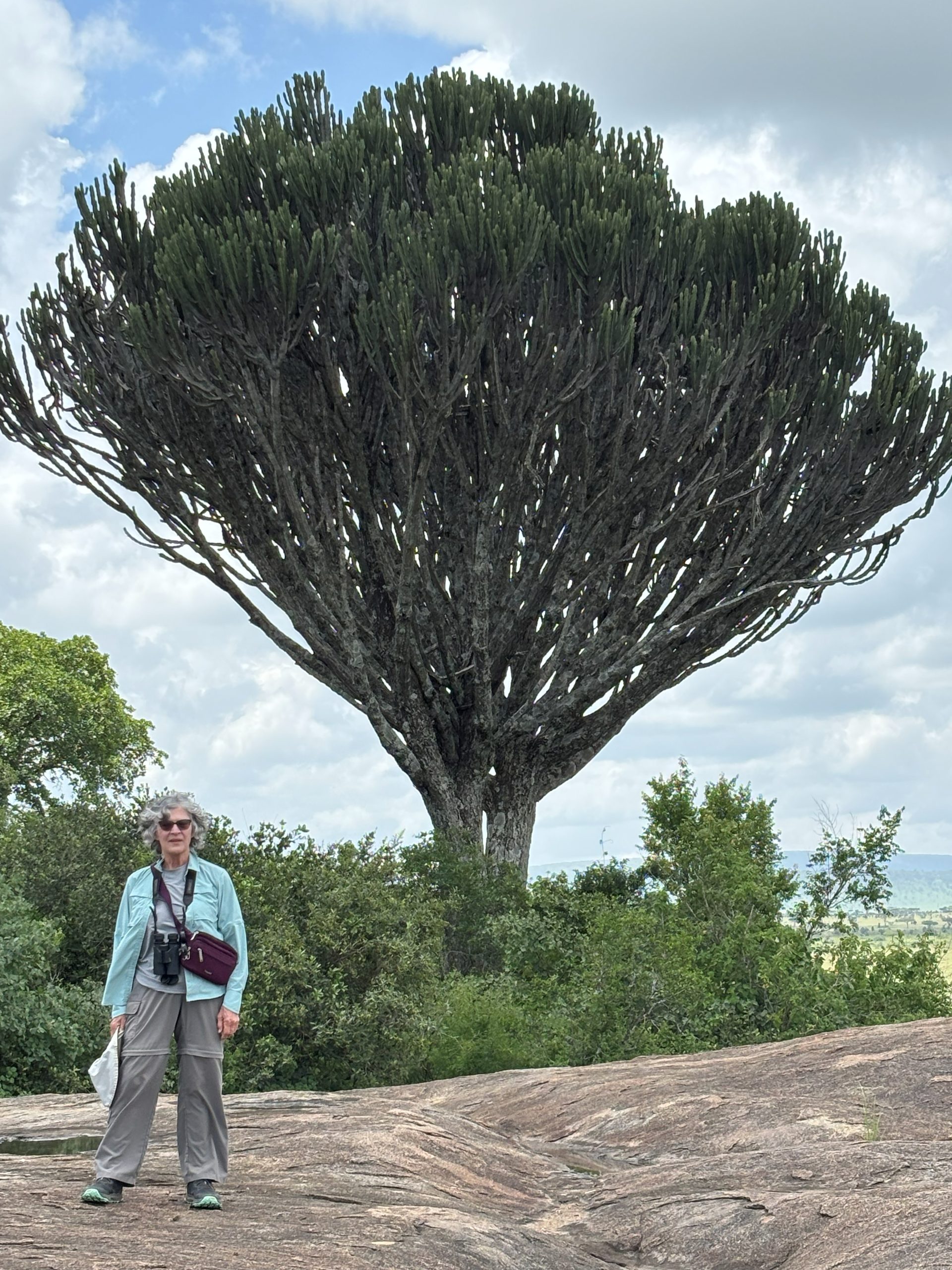 A group member standing at the base of a massive candelabra euphorbia tree on the flat granite surface of Gong Rock — the Serengeti plain visible far below
