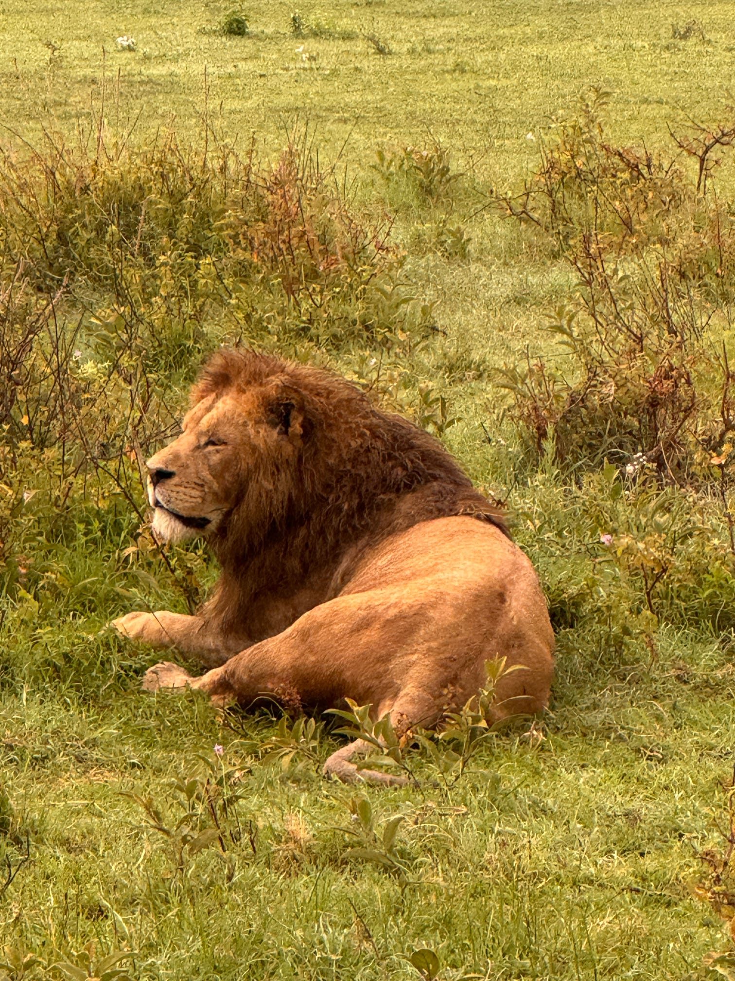 A magnificent male lion resting in the grass at Ndutu — full dark mane, eyes half-closed, completely at ease in the open plain