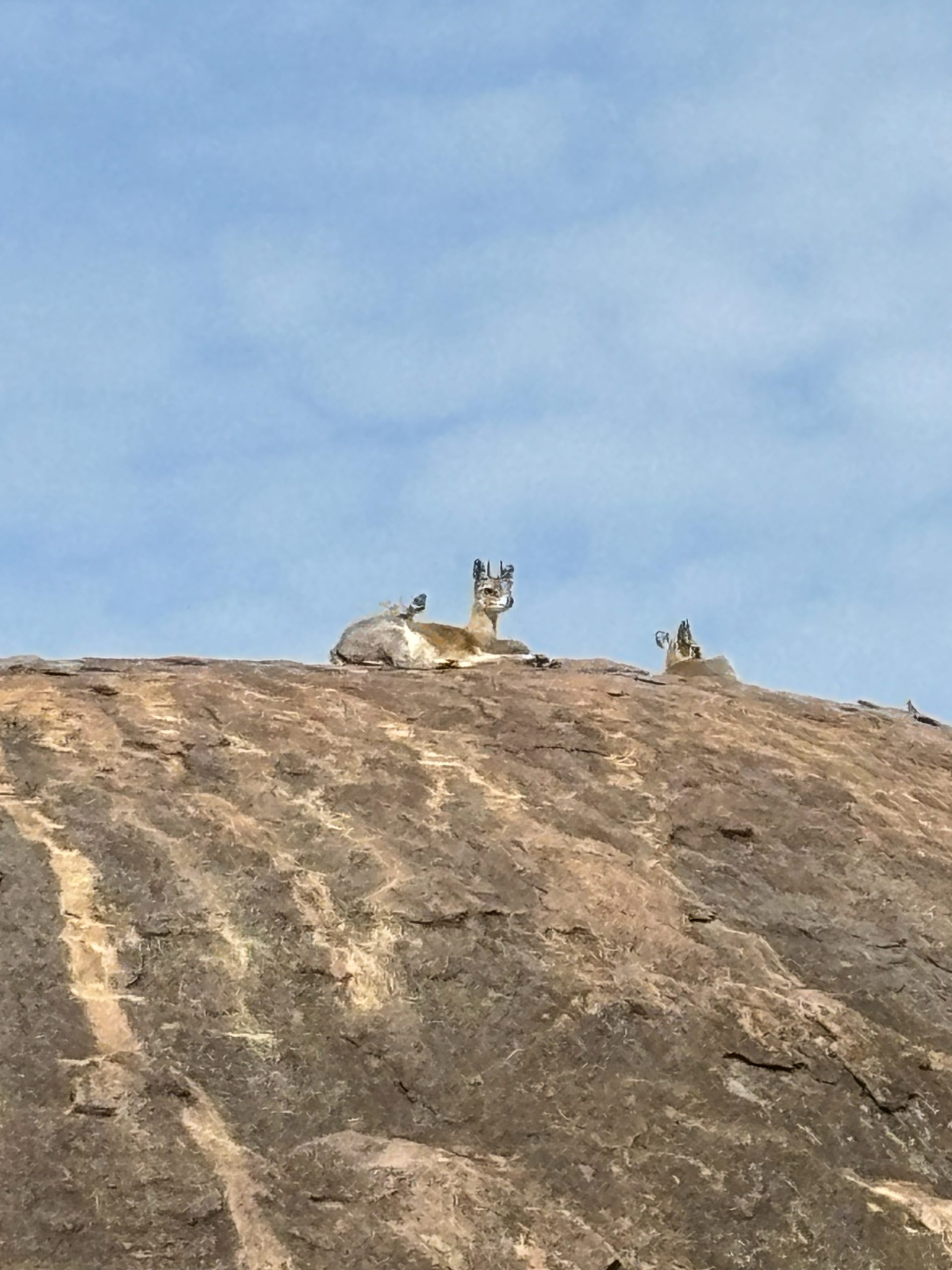 A klipspringer antelope resting on the summit of a Moru kopje boulder — silhouetted against a pale blue sky, a second individual barely visible beside it