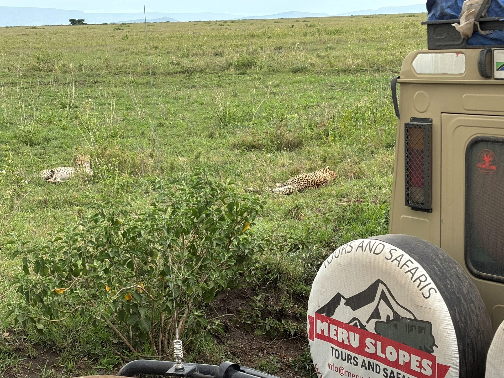 Two cheetahs resting in the grass directly beside a safari vehicle