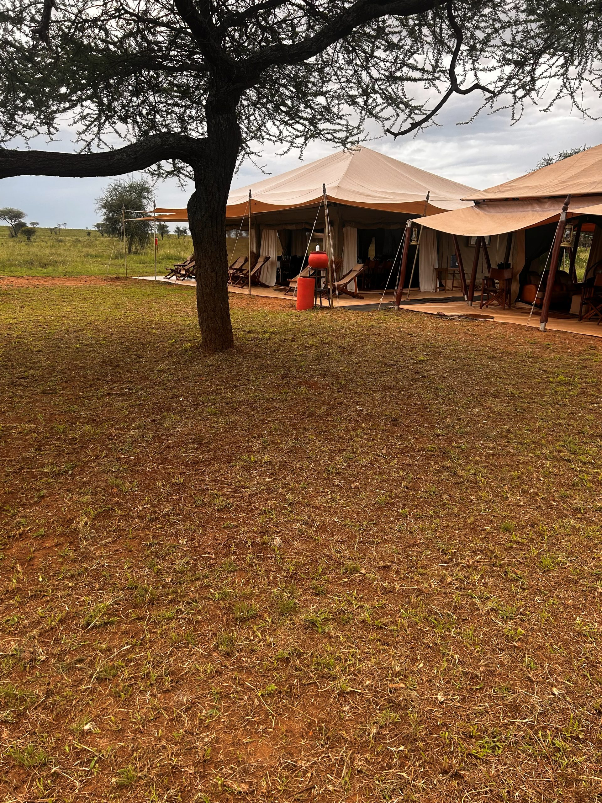 Serengeti Nyumba camp dining tent exterior — open-sided canvas pavilion with deck chairs, acacia tree in foreground