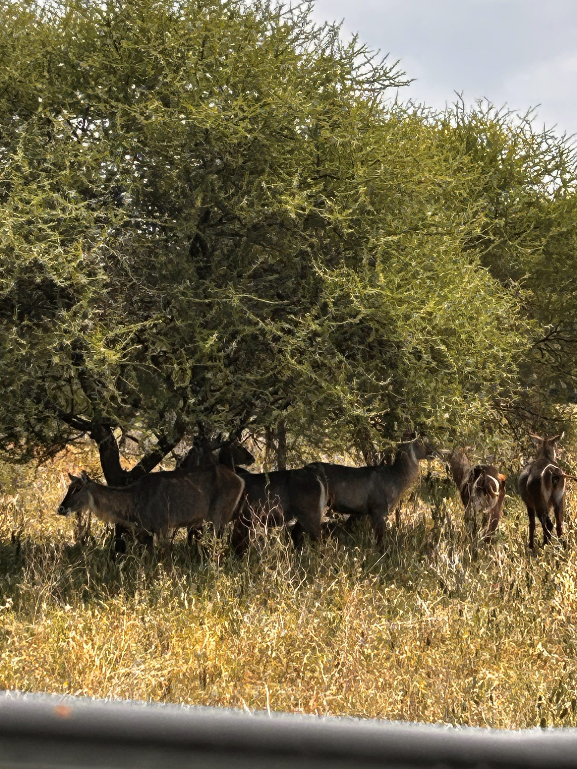 Herd of waterbuck in the Tarangire bush