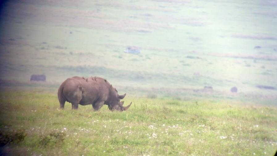A black rhino grazing on the Ngorongoro Crater floor — viewed through binoculars, slightly hazy, the vast green crater floor and other animals visible behind it