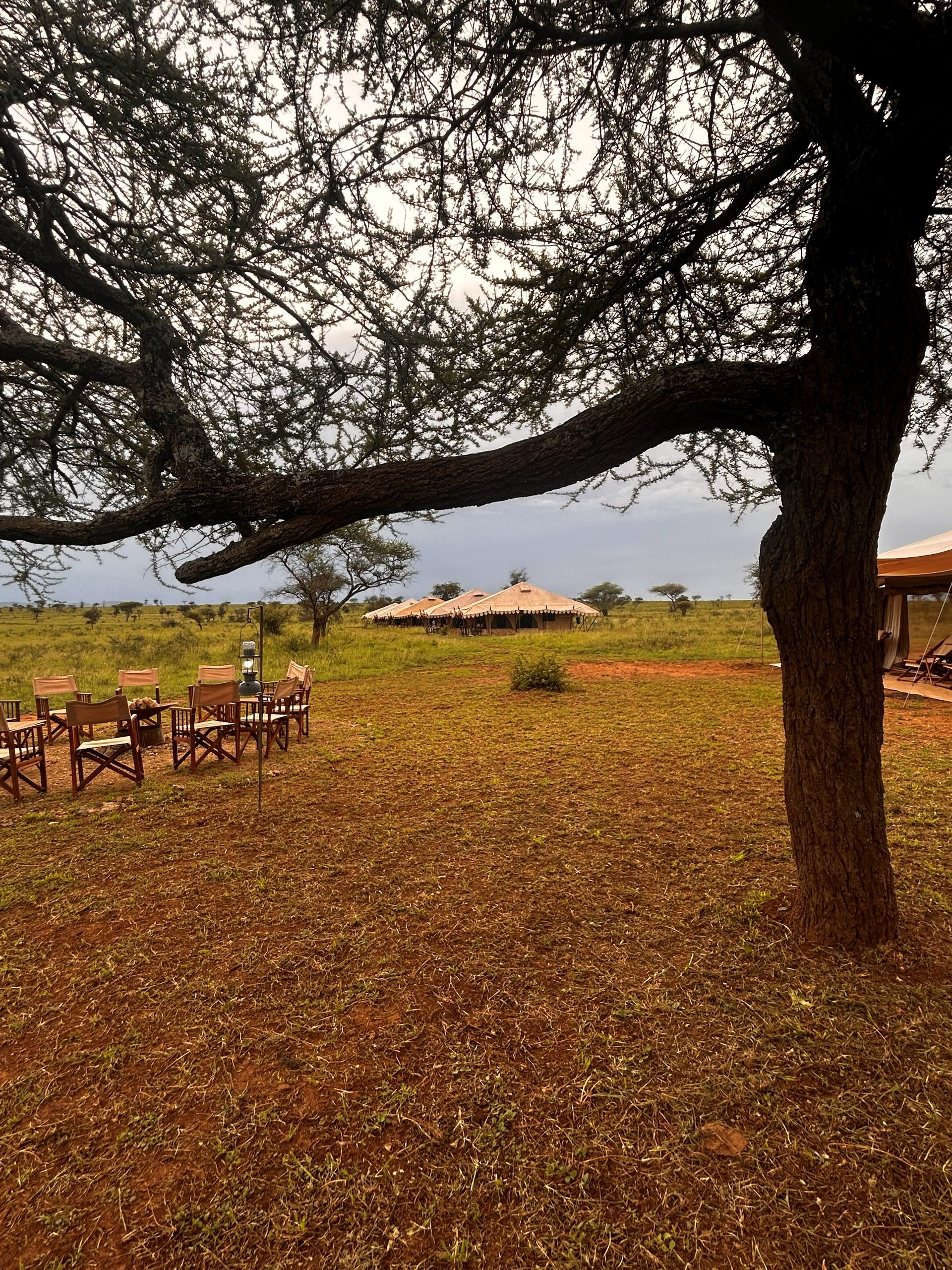 Nyumba camp circle — director's chairs arranged under an acacia, thatched dining tent in the background, Serengeti plain beyond