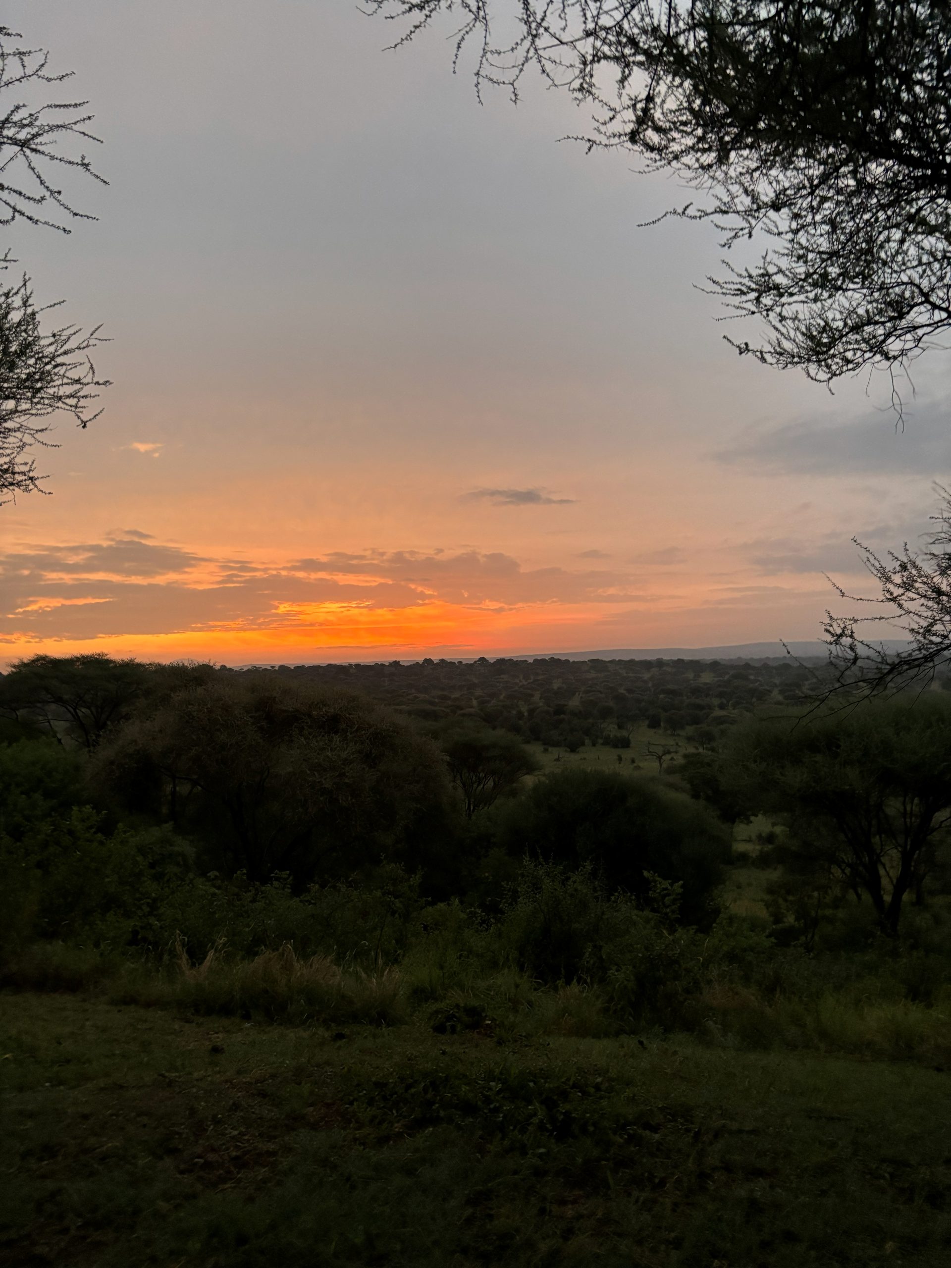 Sunset over the Serengeti — sky ablaze with orange and gold above the darkening acacia plains