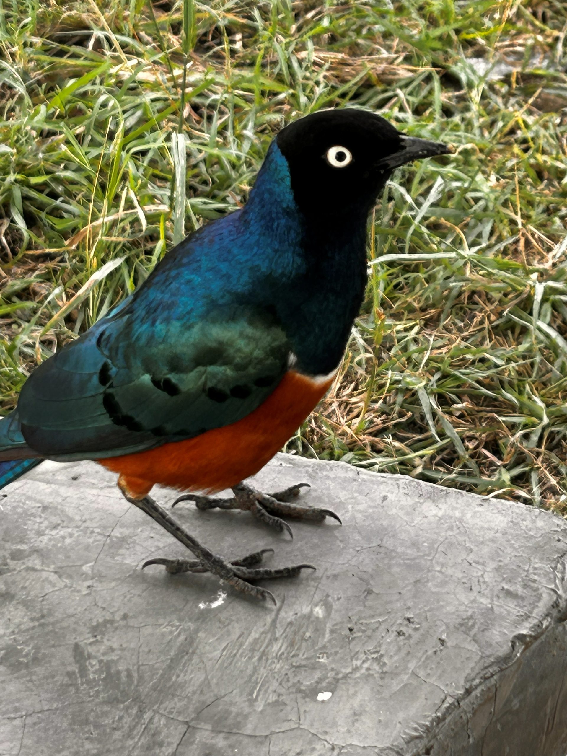 A Superb Starling at close range on a rock — iridescent teal and green back, orange-rust belly, white eye-ring, black head